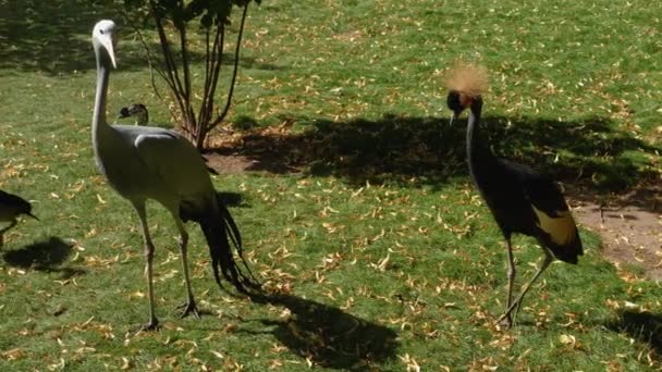 Close Blue Crowned Crane Standing Each Other — Stock Video