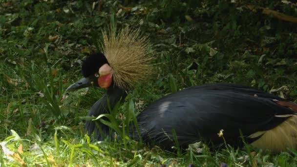Black Crowned Crane Resting Grass — Stock Video