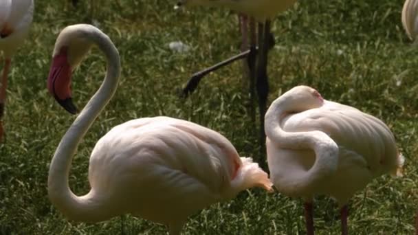 Primer Plano Flamencos Pie Lago — Vídeo de stock