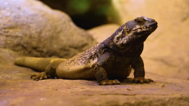 Close Lizard Breathing — Stock Video