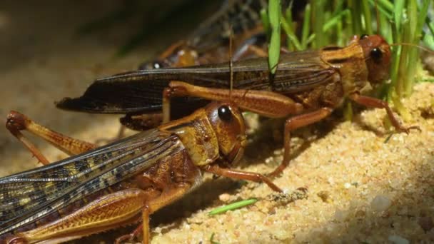 Gros Plan Sauterelles Dans Sable — Video