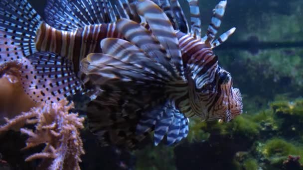 Close Lion Fish Underwater Floating — Stock Video