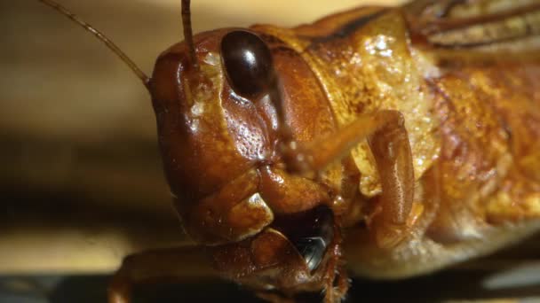 Gros Plan Sauterelles Dans Sable — Video