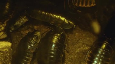 Madagaskar tıslayan hamamböceğine yaklaş