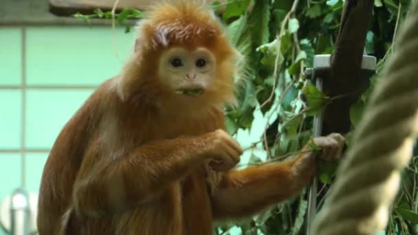 Κοντινό Πλάνο Του Πιθήκου Javan Lutung — Αρχείο Βίντεο