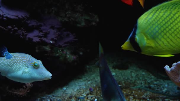 Kleine Blauwe Kogelvissen Die Rond Koralen Zwemmen — Stockvideo