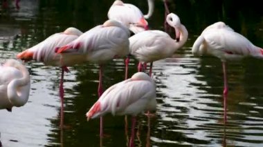 Gölde duran flamingoların yakınına.