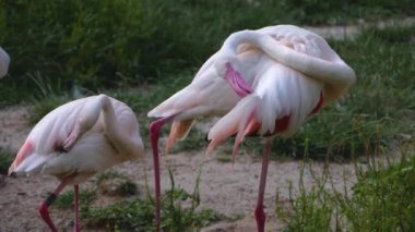 Gölde duran flamingoların yakınına.