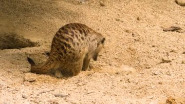 Etrafa bakan bir mirketin yakın çekimi..
