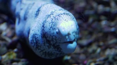 Yılanbalığını kapat, ağzını aç ve kapat..