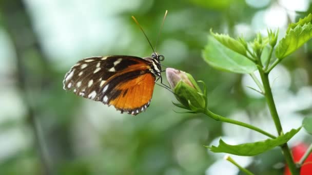 Oranje Wit Zwart Vlinder Opent Sluit Vleugels Zittend Een Blad — Stockvideo