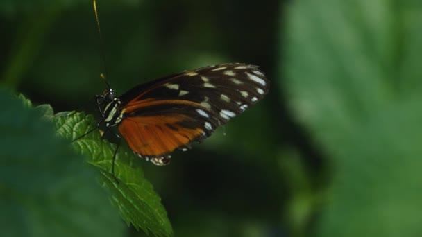 オレンジ 黒蝶が開き 葉の上に座って翼を閉じます — ストック動画