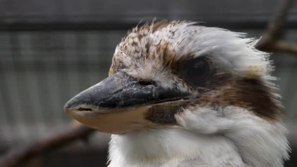 Ein Lachender Kookaburra Schaut Sich — Stockvideo