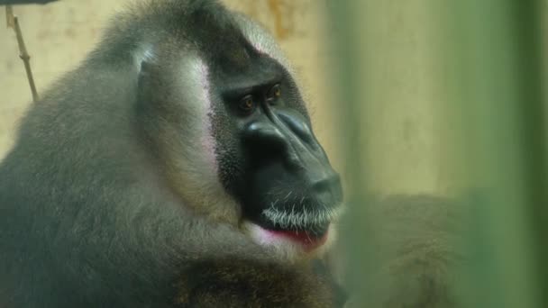 Fechar Cabeça Macaco Broca Olhando Redor — Vídeo de Stock