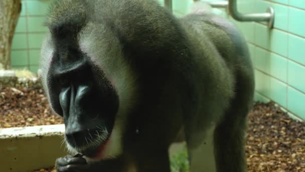 Maymun Kafasının Etrafını Kolaçan — Stok video