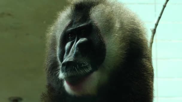 Gros Plan Tête Singe Perceuse Regardant Autour — Video