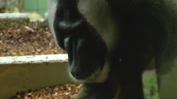 Gros Plan Tête Singe Perceuse Regardant Autour — Video