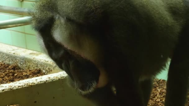 Крупним Планом Свердлити Голову Мавпи Дивлячись Навколо — стокове відео
