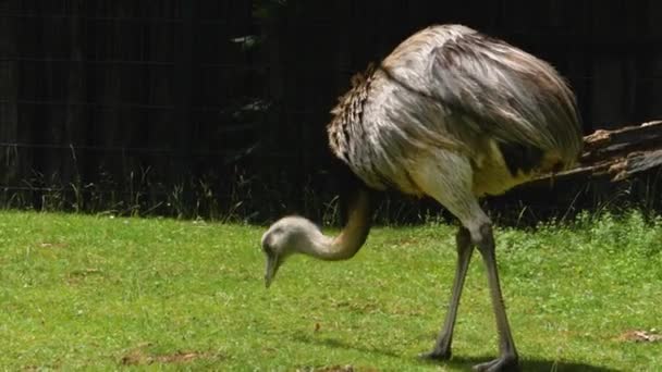 Close Van Nandu Rhea Vogel Plukken Zoek Naar Voedsel Een — Stockvideo