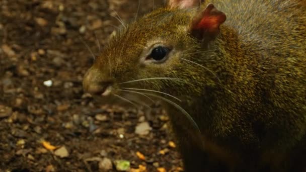 Agouti Trzyma Jedzenie Ust Żuje Następnie Pochyla Się Aby Uzyskać — Wideo stockowe