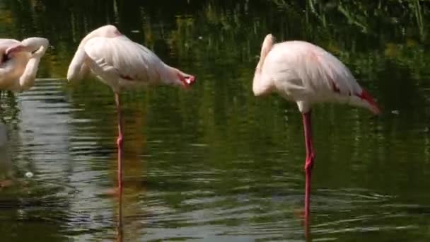 Zbliżenie Flamingów Stojących Jeziorze Odbiciami — Wideo stockowe