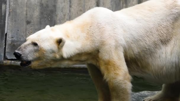 Zbliżenie Niedźwiedzia Polarnego Stojącego Skałach Poruszającego Głową — Wideo stockowe