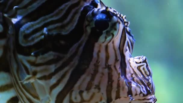 Close Lion Fish Underwater Floating — Stock Video