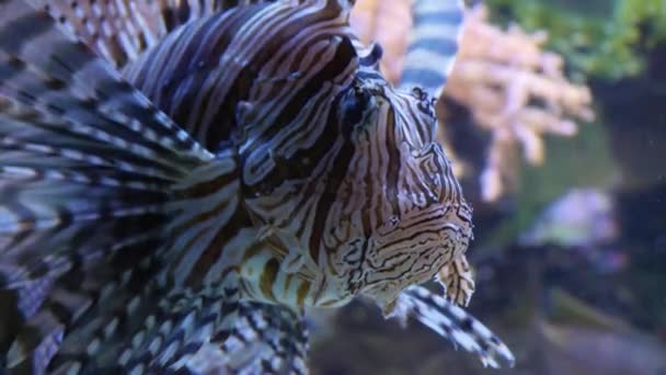 Close Lion Fish Underwater Floating — Stock Video