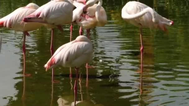 Close Flamingos Lago — Vídeo de Stock