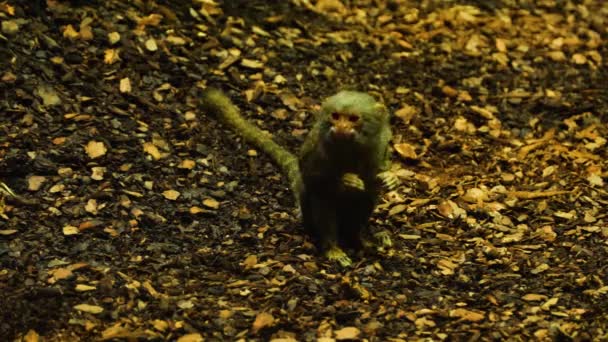 Detailní Záběr Pygmy Marmoset Najít Jídlo Zemi — Stock video