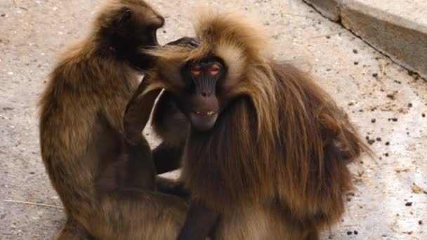 Fechar Sangramento Macaco Coração Arrumando Uns Aos Outros — Vídeo de Stock