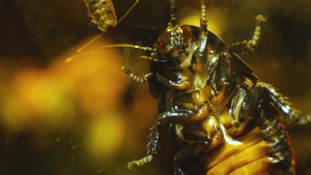 马达加斯加鸣叫的蟑螂的近照 — 图库视频影像