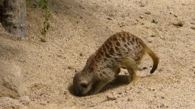 Etrafa bakan bir mirketin yakın çekimi..