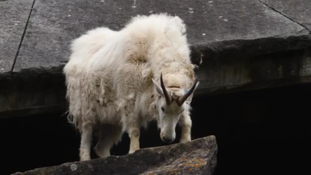 Rocky Mountain Goat Standing Flat Rock — Stock Video