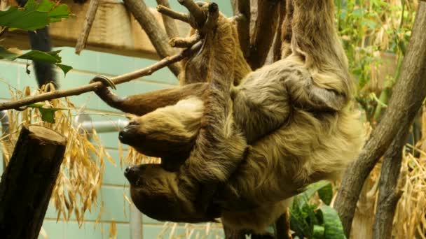 Una Madre Bambino Bradipo Arrampicata Intorno Appeso Testa Giù — Video Stock