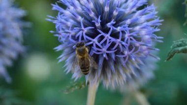 Bir devedikeni çiçeğinin tepesindeki bal arısının makro görüntüsü., 