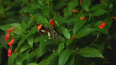  Postacı kelebeği, ağaç perisine ağır çekimde kabadayılık taslıyor.