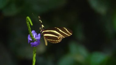 Zebra kelebeğinin nektar topladığı yere yakın.