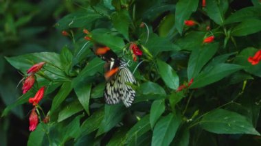  Postacı kelebeği, ağaç perisine ağır çekimde kabadayılık taslıyor.