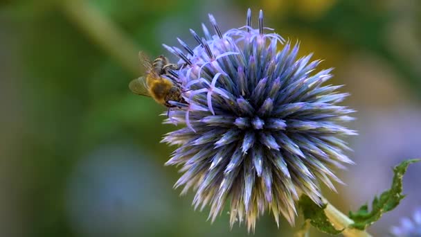 Una Macro Toma Una Abeja Parte Superior Una Flor Cardo — Vídeo de stock