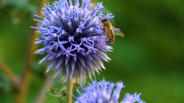 Una Macro Toma Una Abeja Parte Superior Una Flor Cardo — Vídeos de Stock