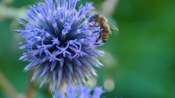 Makroaufnahme Einer Honigbiene Auf Der Spitze Einer Globus Distelblume — Stockvideo