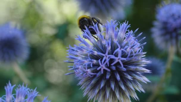Макро Снимок Пчелы Вершине Шарового Чертополоха — стоковое видео