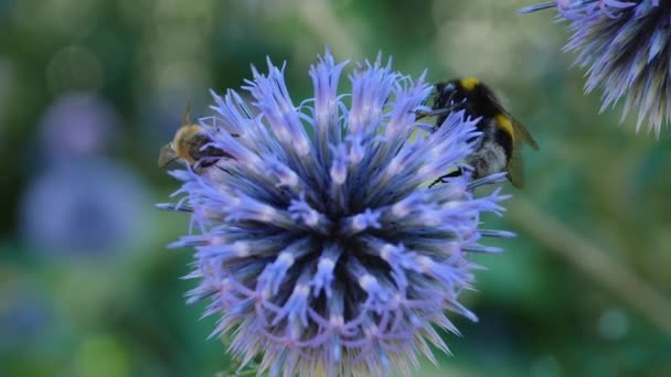 Makro Záběr Včely Medonosné Vrcholu Zeměkoule Bodláčí Květiny — Stock video