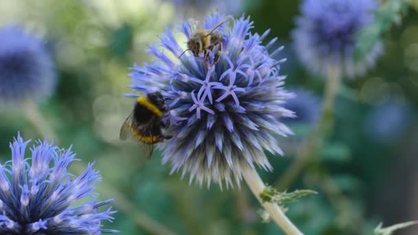 Plan Macro Une Abeille Domestique Sur Dessus Une Fleur Chardon — Video