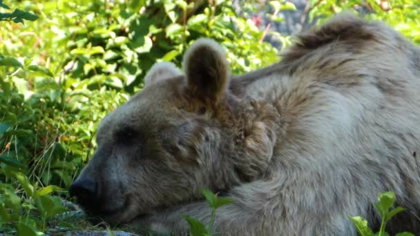 Close Shot Syrian Brown Bear Relaxing — Stock Video