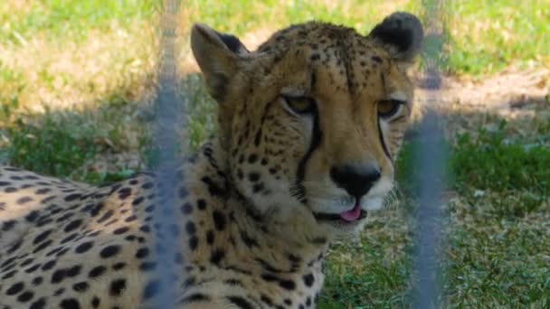 Cheetah Resting Shade Laying Head — Stock Video