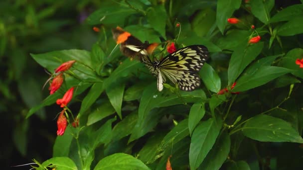 邮递员用慢动作欺负树上的仙女蝴蝶 — 图库视频影像