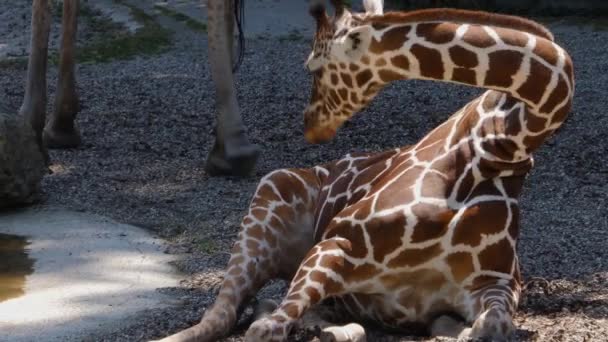 Zürafanın Başını Boynunu Vücudunu Kapatın — Stok video