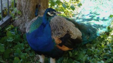 Tavus kuşunun kendini tımar etmesine yakın.-